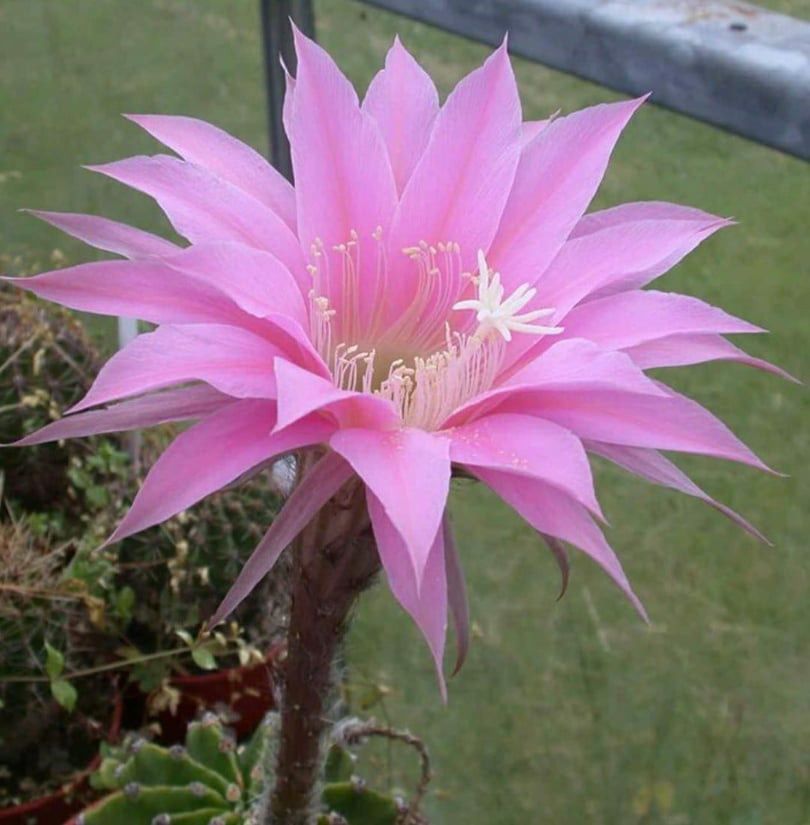 Echinopsis hybrid Shirley Echinopsis hybrid Shirley