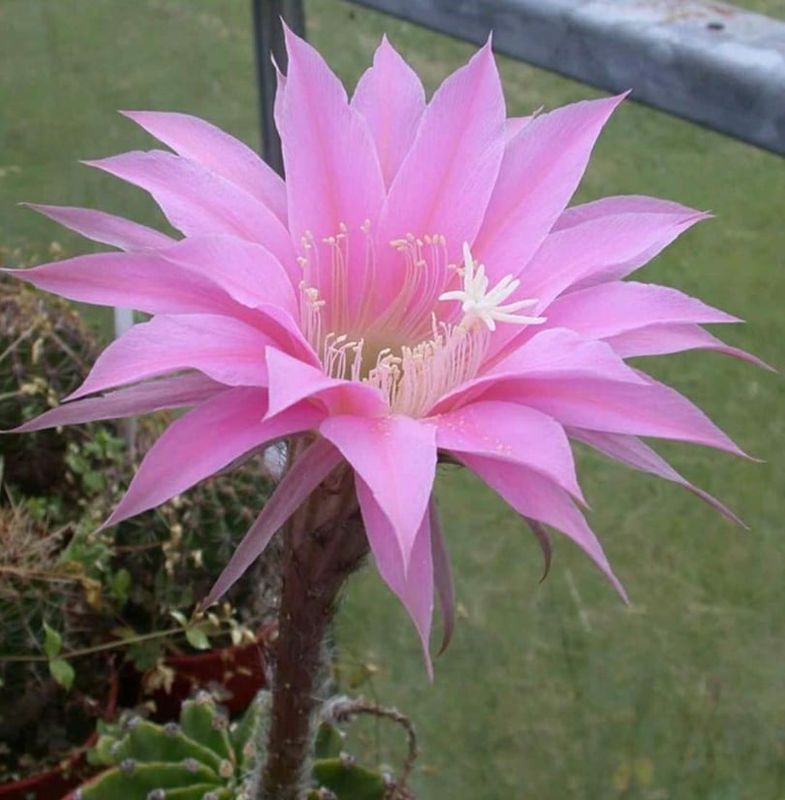 Echinopsis hybrid Shirley