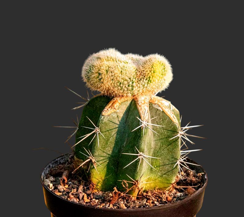Echinopsis Variegated Crest