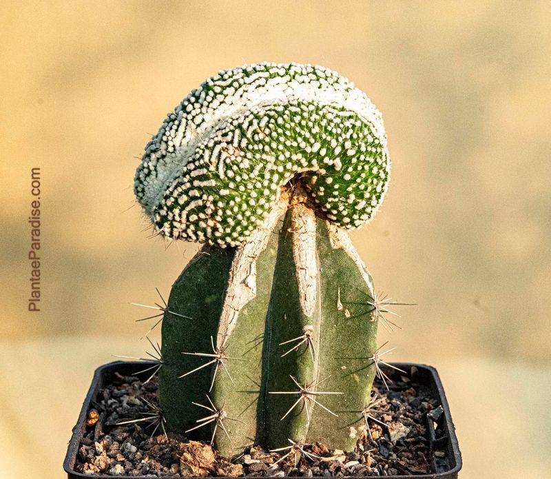 Notocactus  scopa 'Monstrosus' f. crest (Grafted)