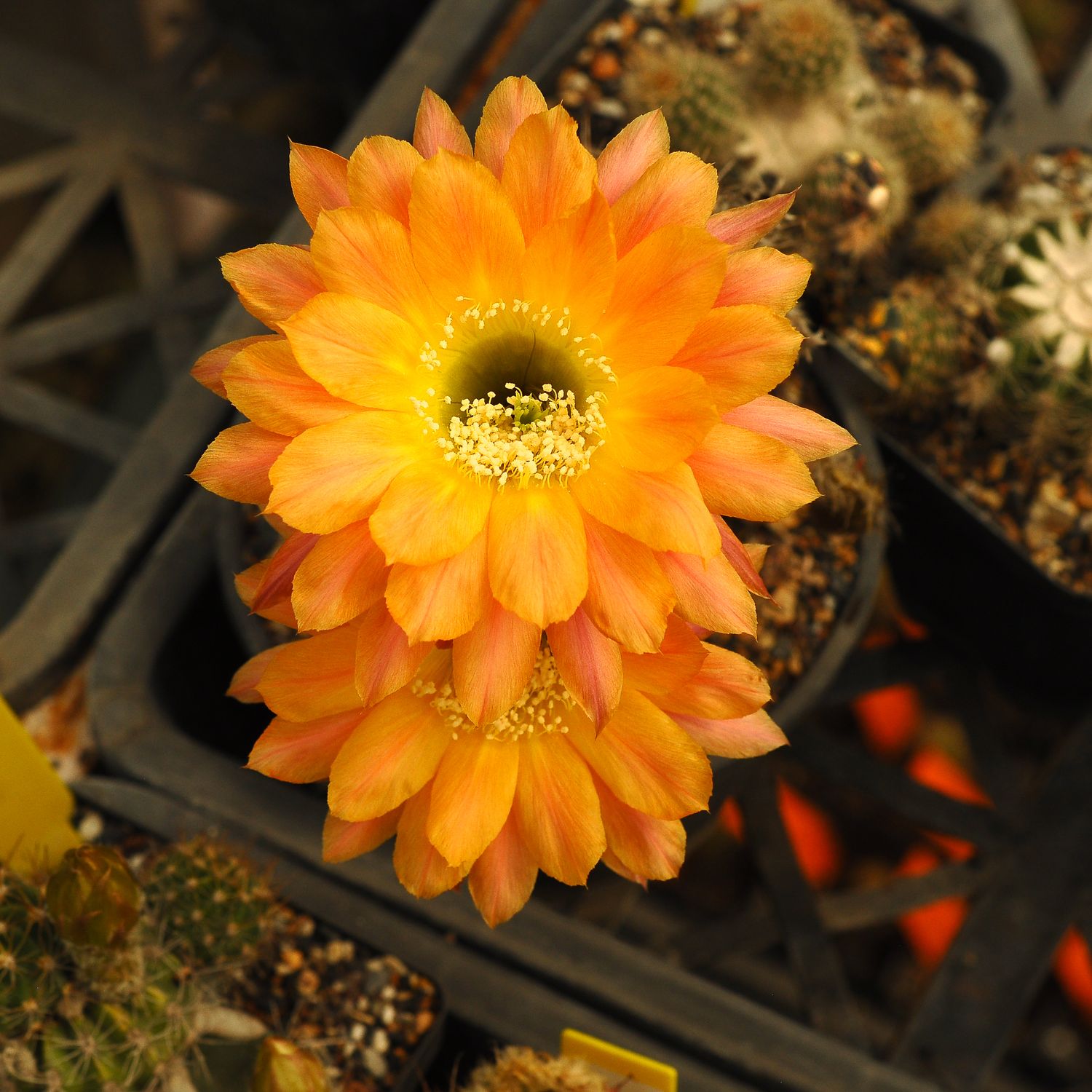 Lobivia hybrid Day Dream-FLOWER