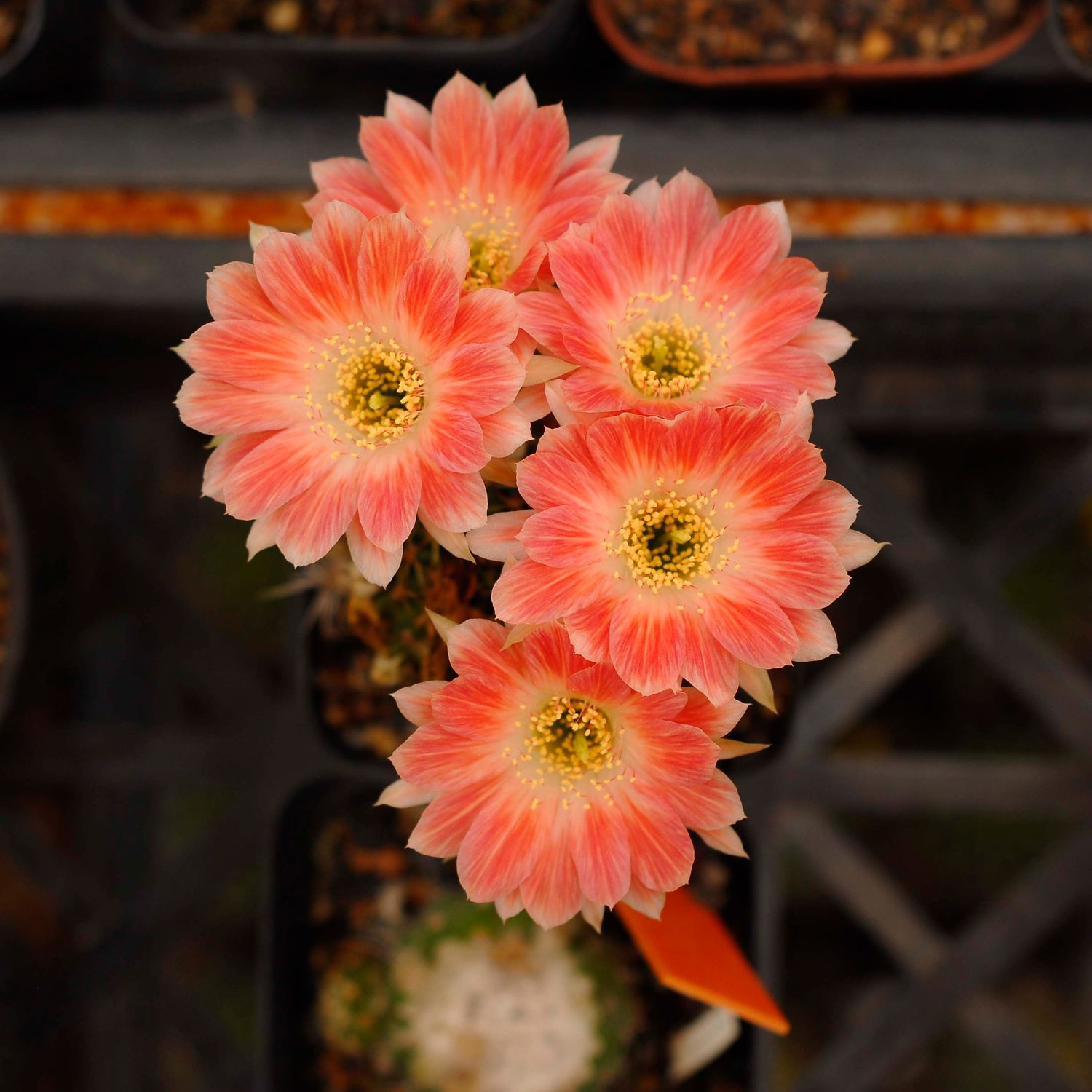 Lobivia hybrid Iseult Lobivia hybrid Iseult-FLOWER