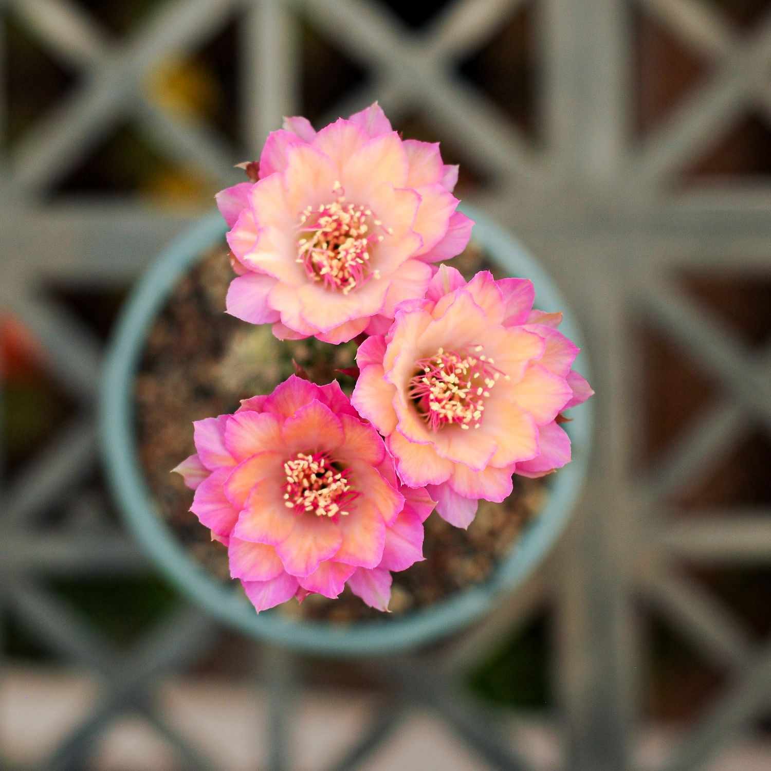 Echinopsis hybrid WH34
