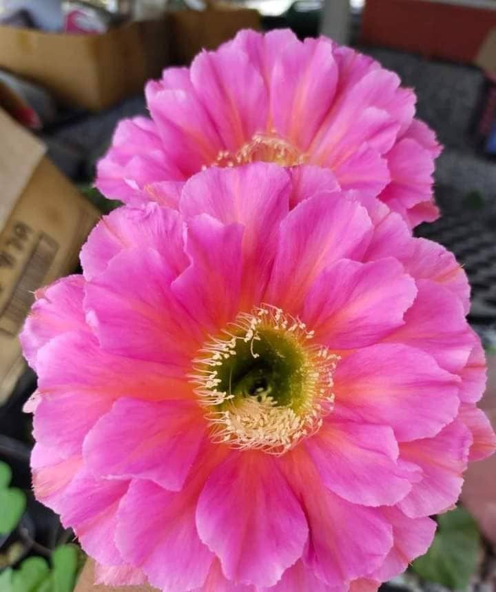 Echinopsis hybrid NTJ