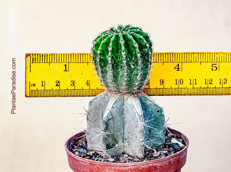 Echinopsis hybrid NTJ small specimen with ruler for size reference