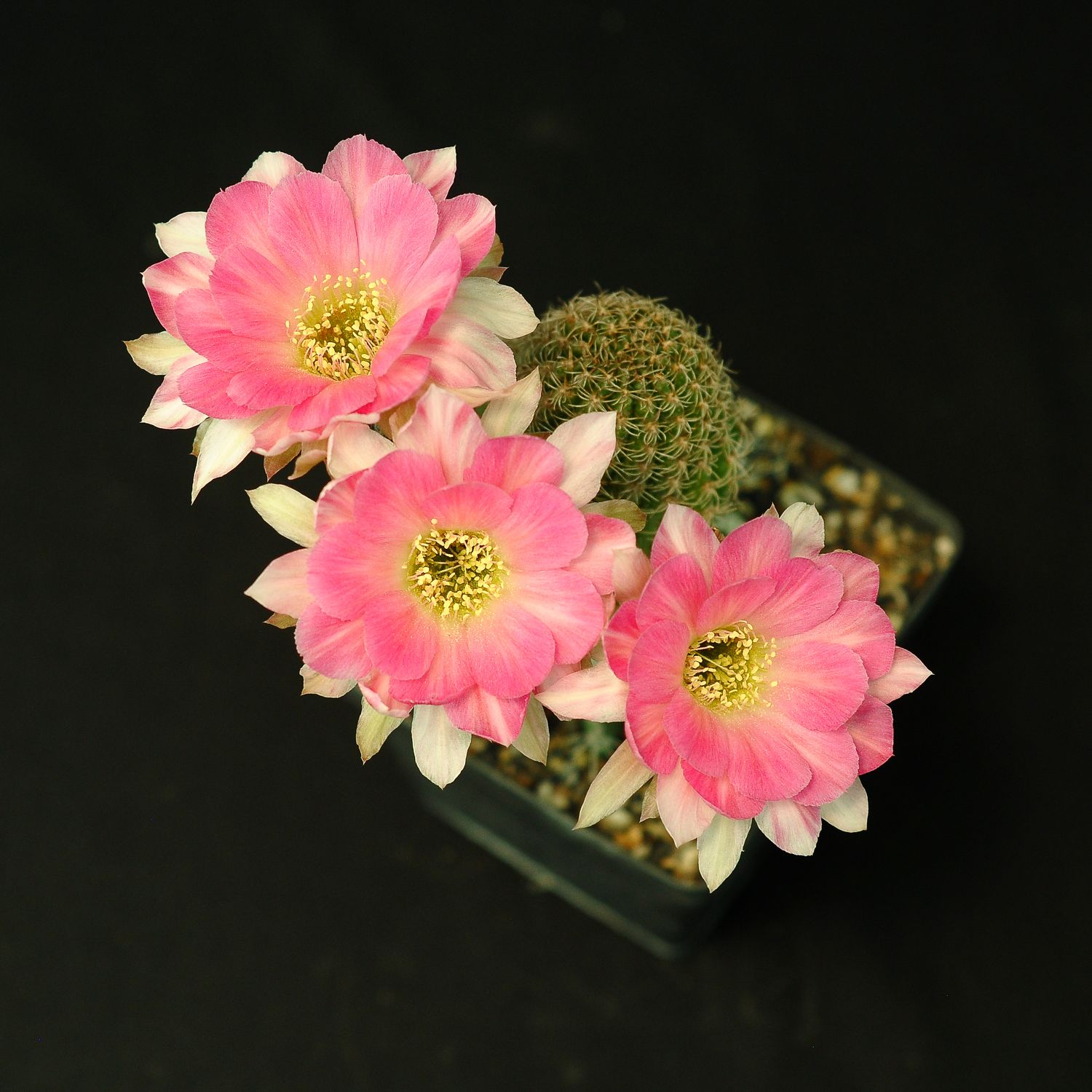 Lobivia Hybrid 25639 Lobivia Hybrid 25639