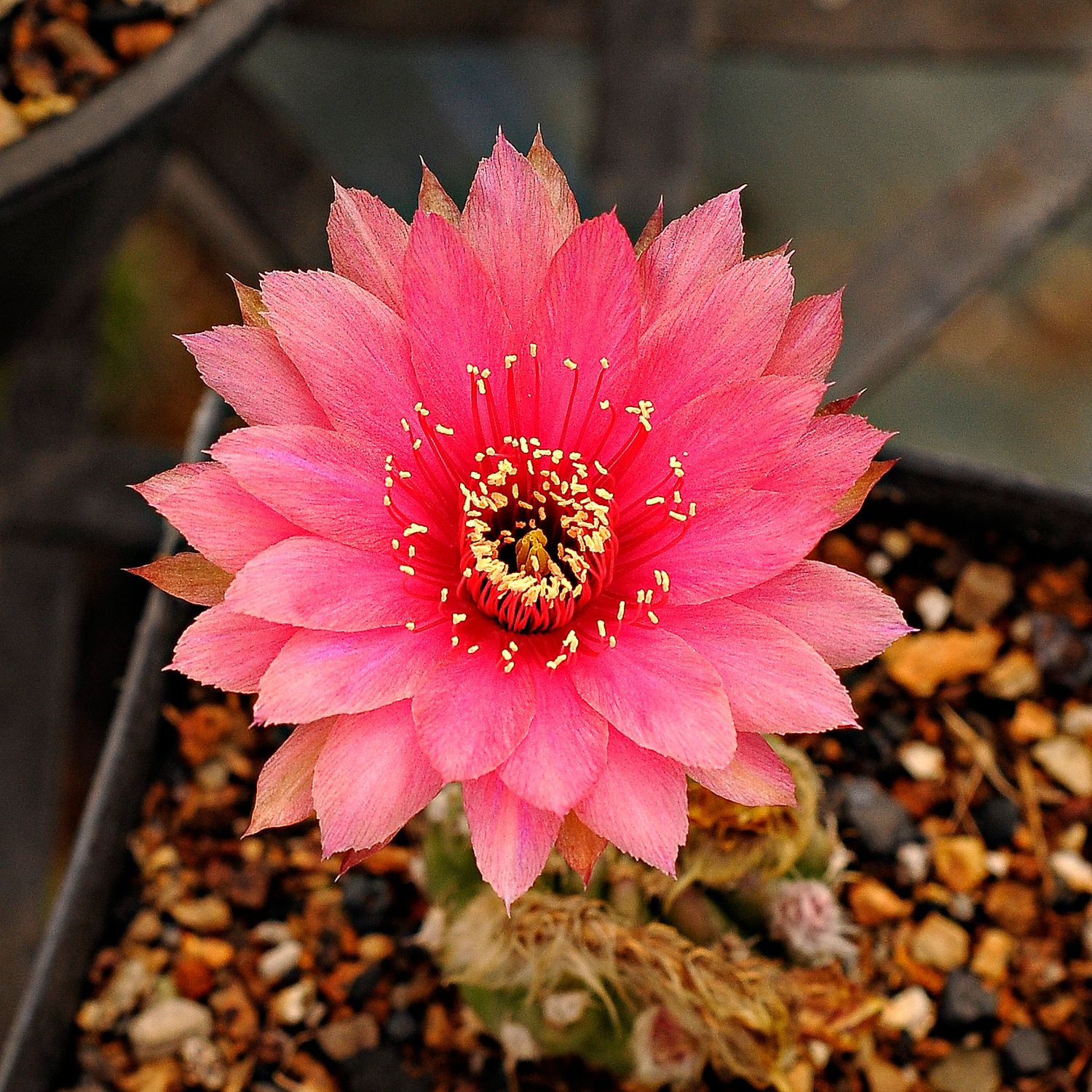 Lobivia hybrid Rouge