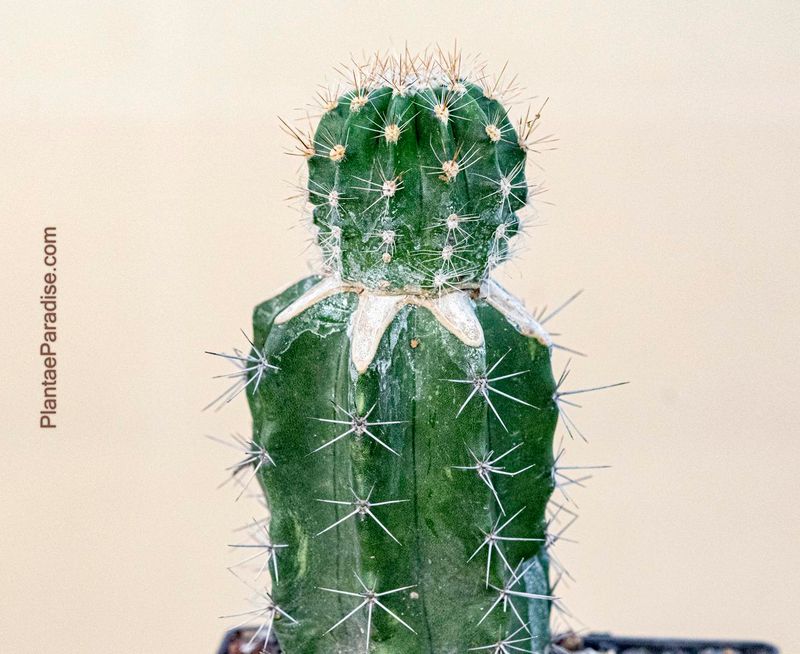 Echinopsis hybrid Sleeping Beauty