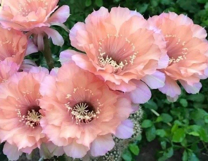 Echinopsis hybrid Sleeping Beauty-FLOWER