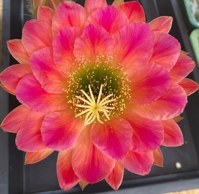 Echinopsis hybrid Annete Liske Echinopsis hybrid Annete Liske