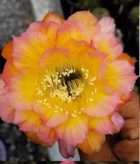 Echinopsis hybrid Arbesque