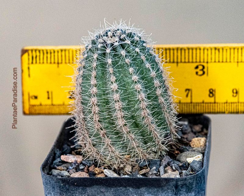Echinopsis hybrid Arbesque