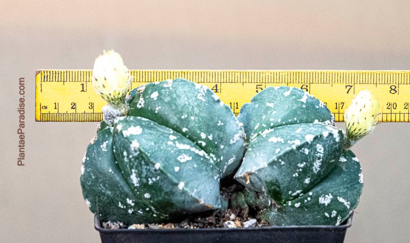 Astrophytum myriostigma CV NUDUM HAKUUN - Size 