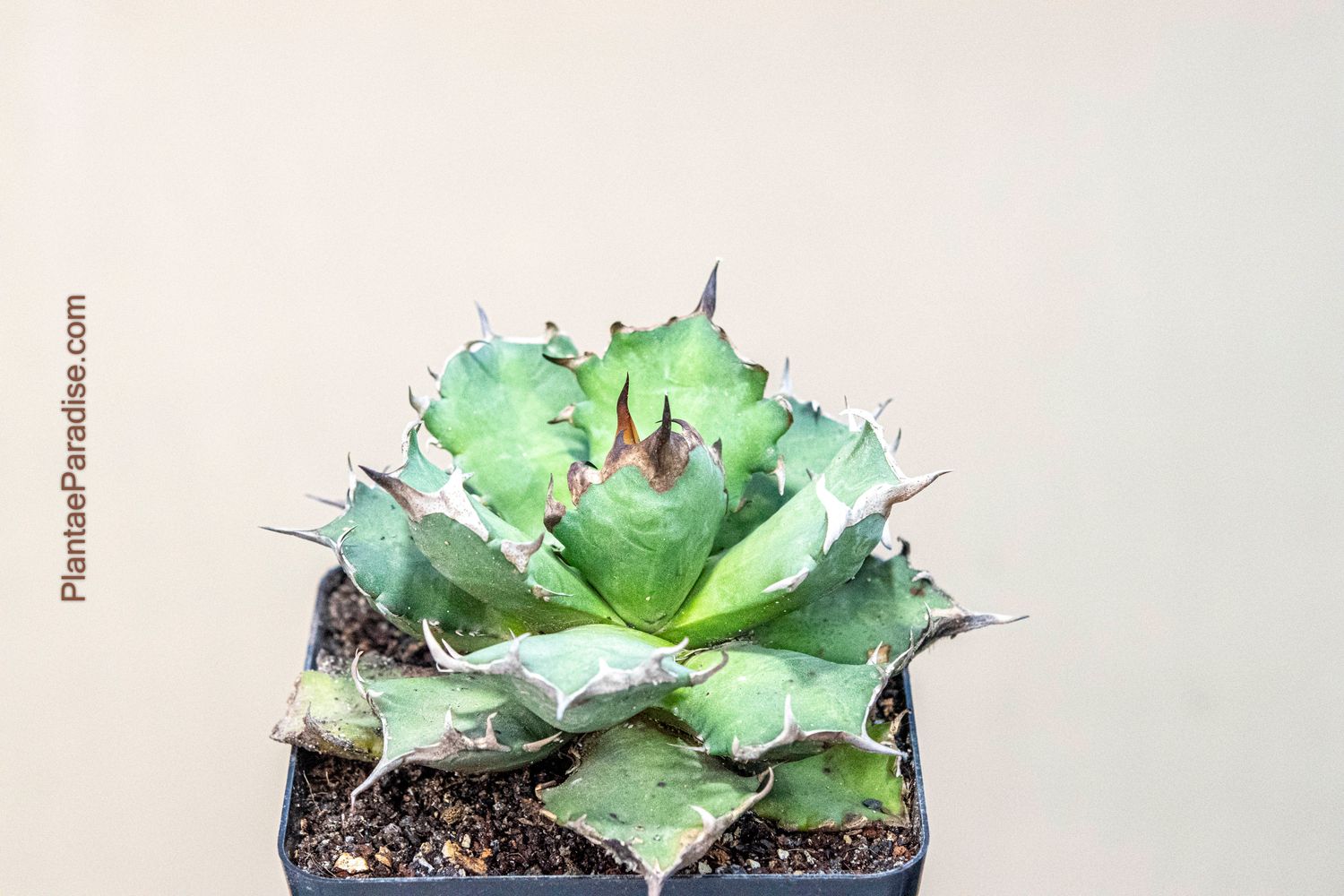 Agave titonata Narrow leaf Agave titonata Narrow leaf