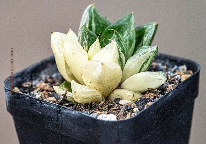 Haworthia cuspidata variegata Haworthia cuspidata variegata