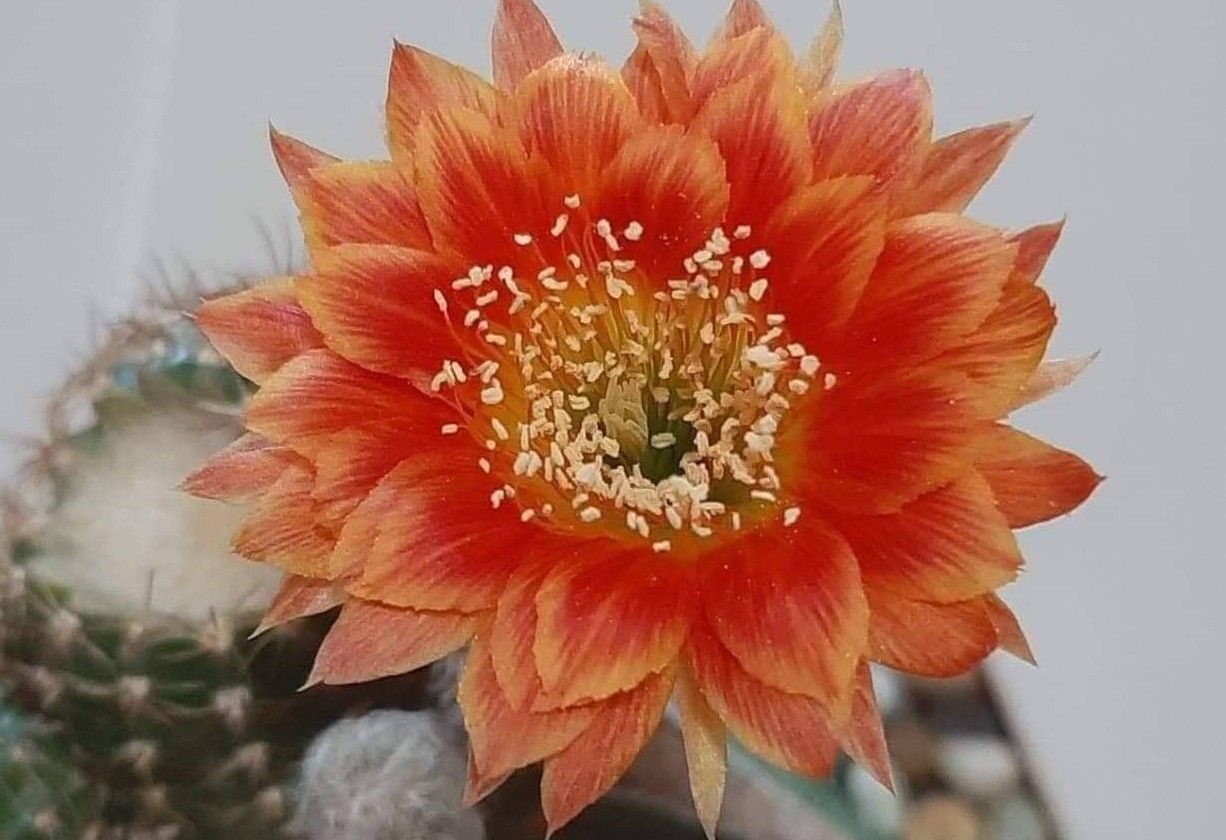 Lobivia Ember Tornado