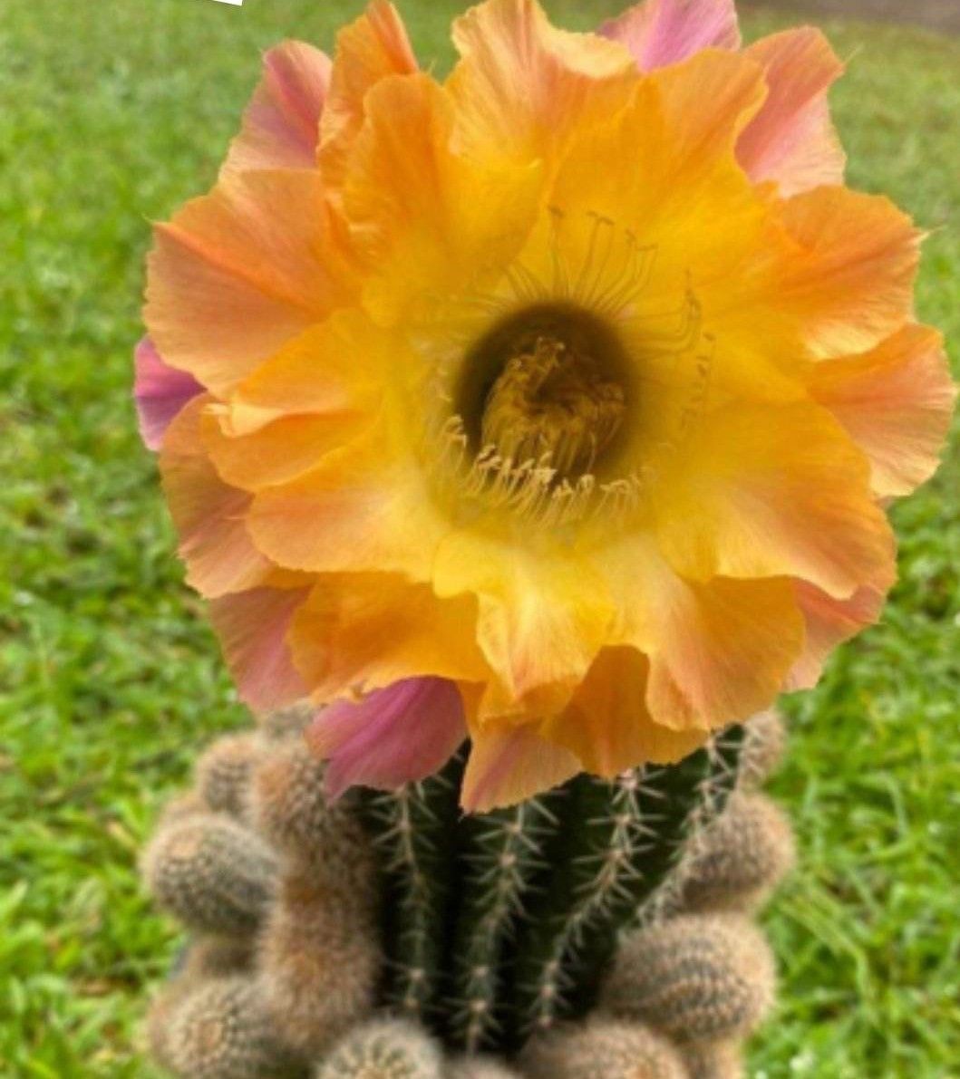 Echinopsis Hybrid El