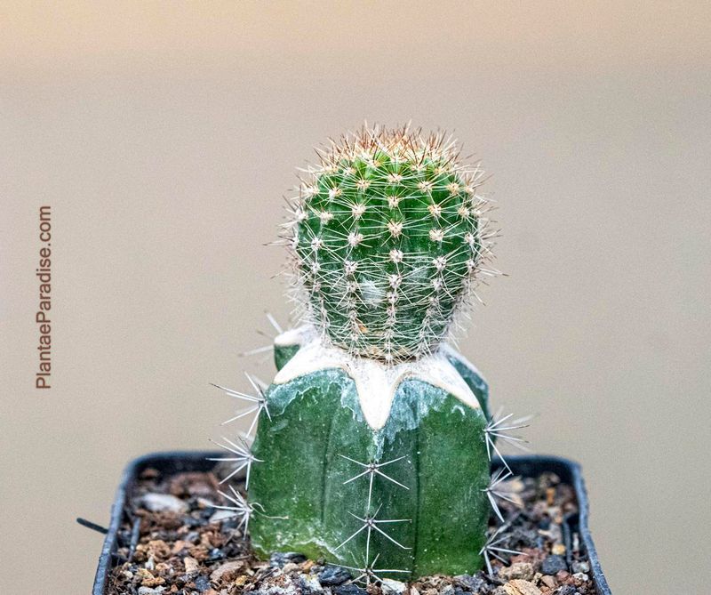 Echinopsis Hybrid El