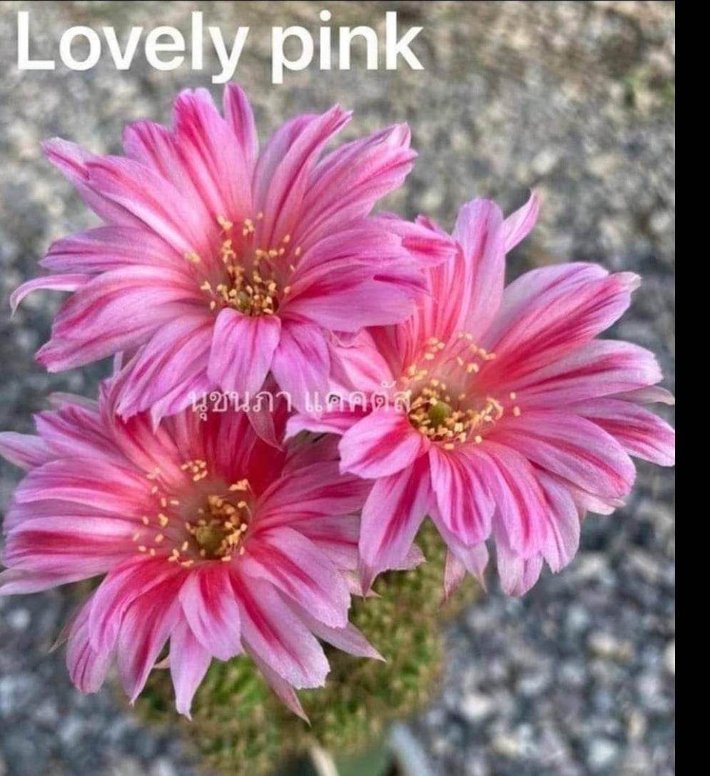 Lobivia hybrid Lovely Pink Lobivia hybrid Lovely Pink