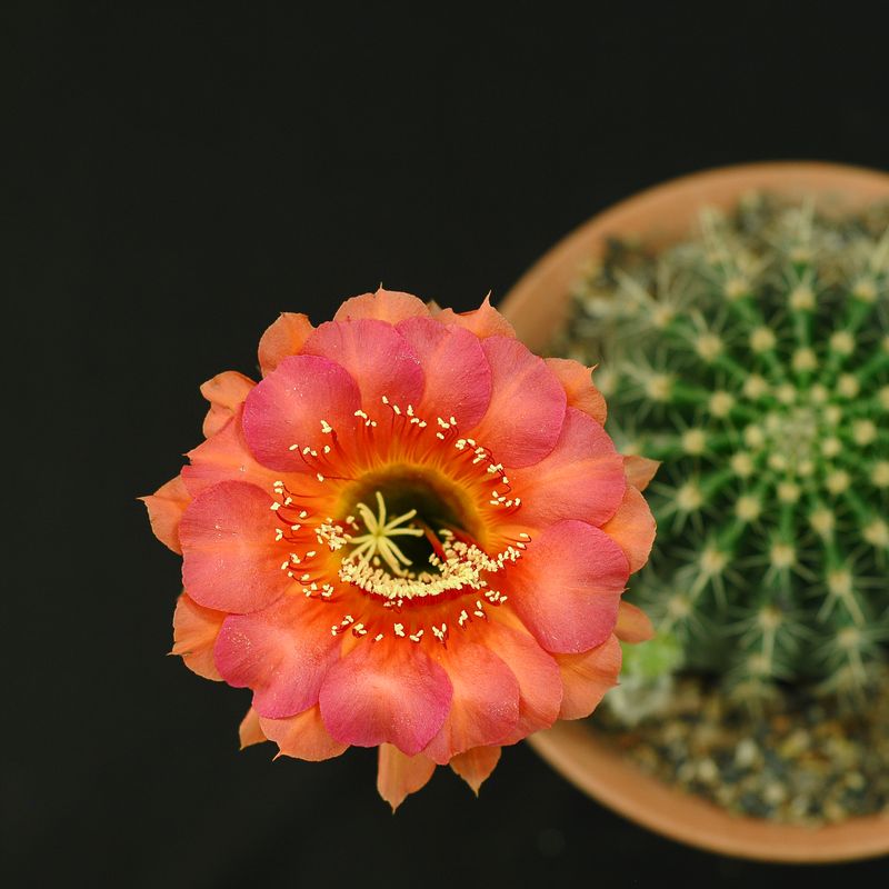 Echinopsis hybrid 'Ember Rhapsody'