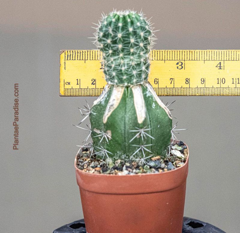 Echinopsis hybrid 'Ember Rhapsody'
