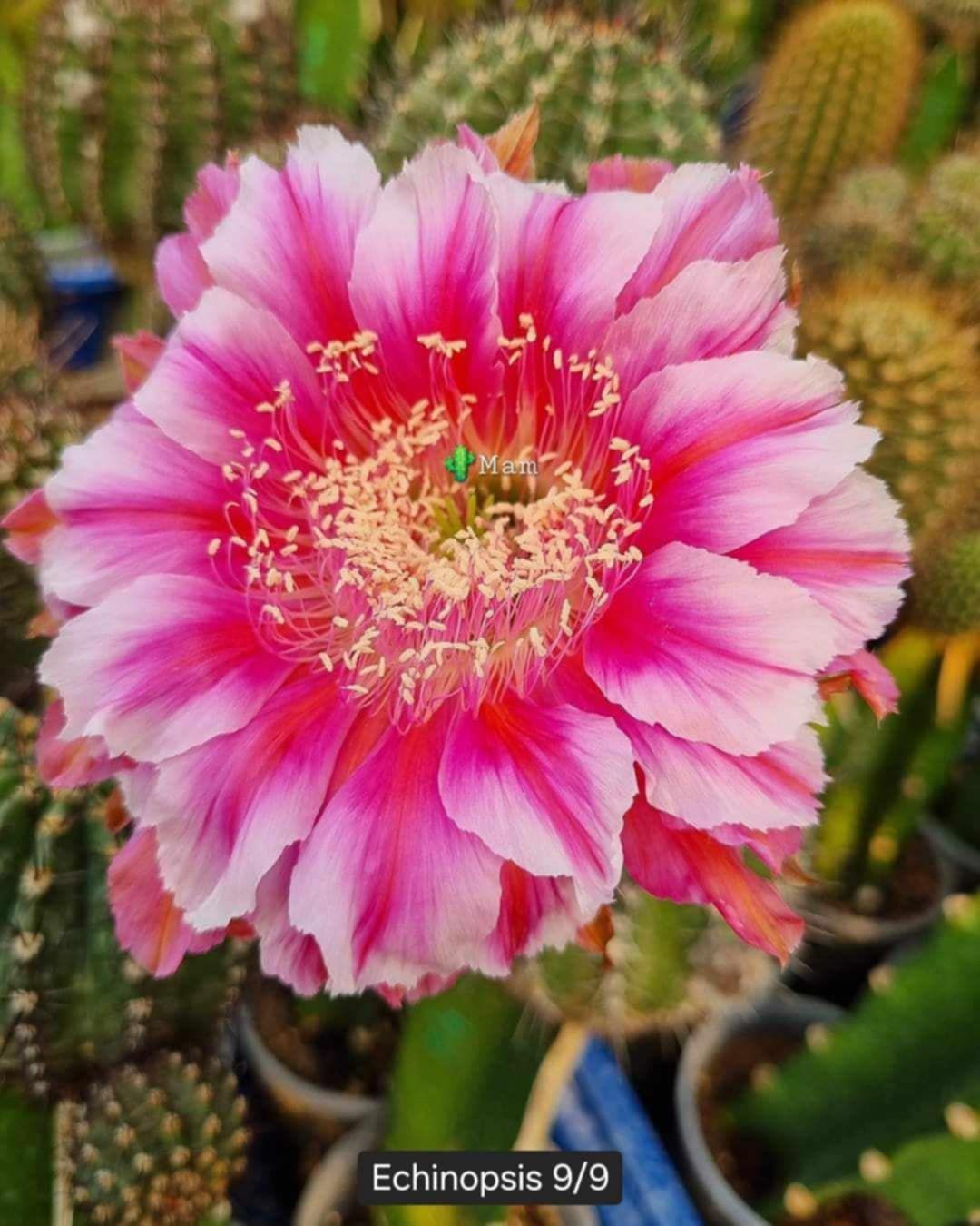 Echinopis Hybrid 9by9