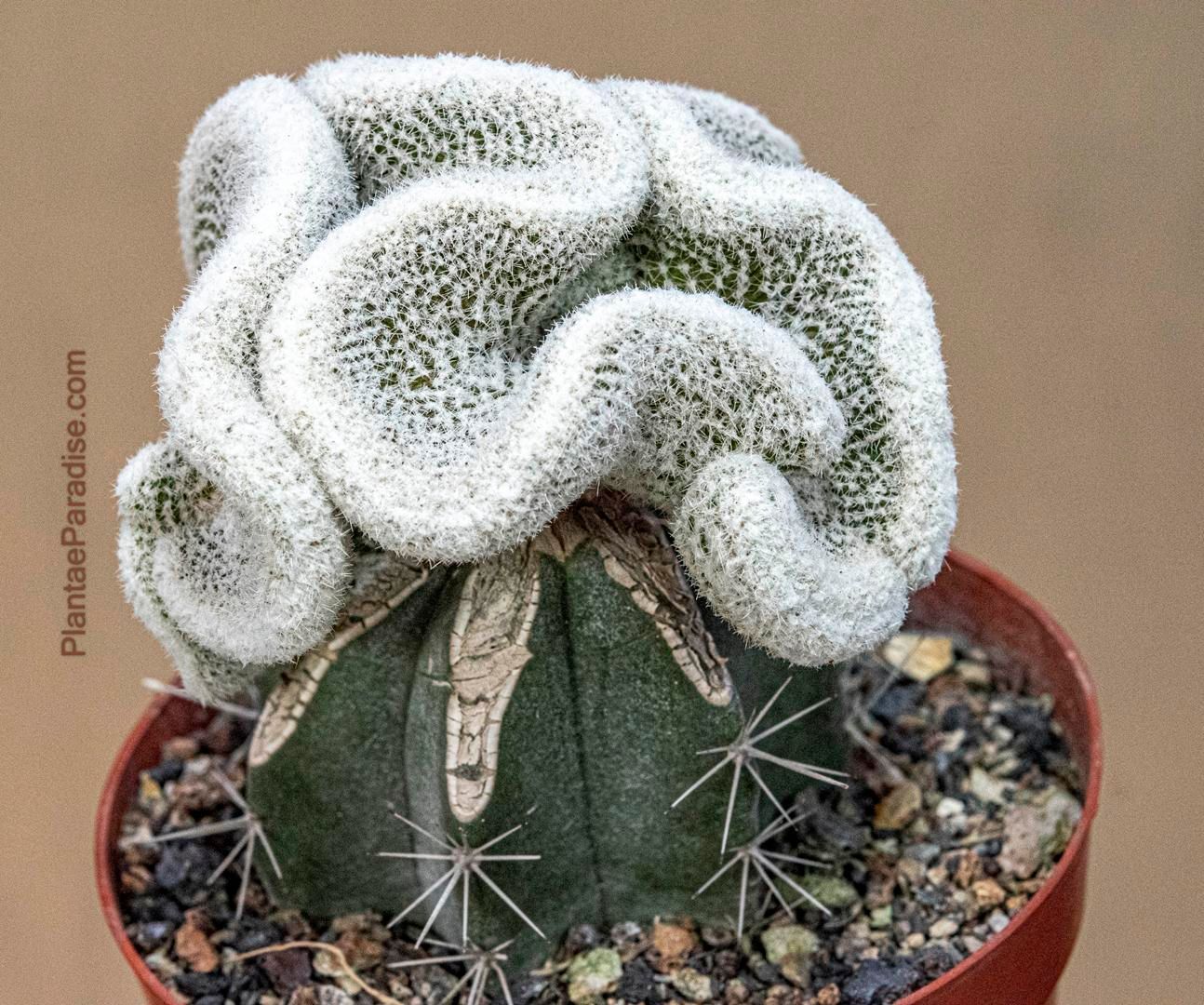 Lobivia albolanata f crested (Grafted Crest)