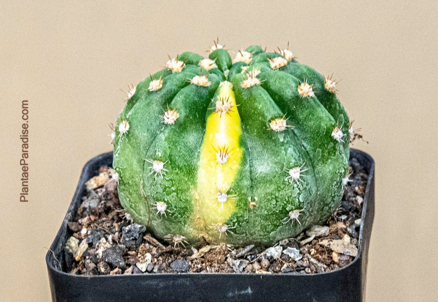 Echinopsis Inermis Variegated Echinopsis Inermis Variegated