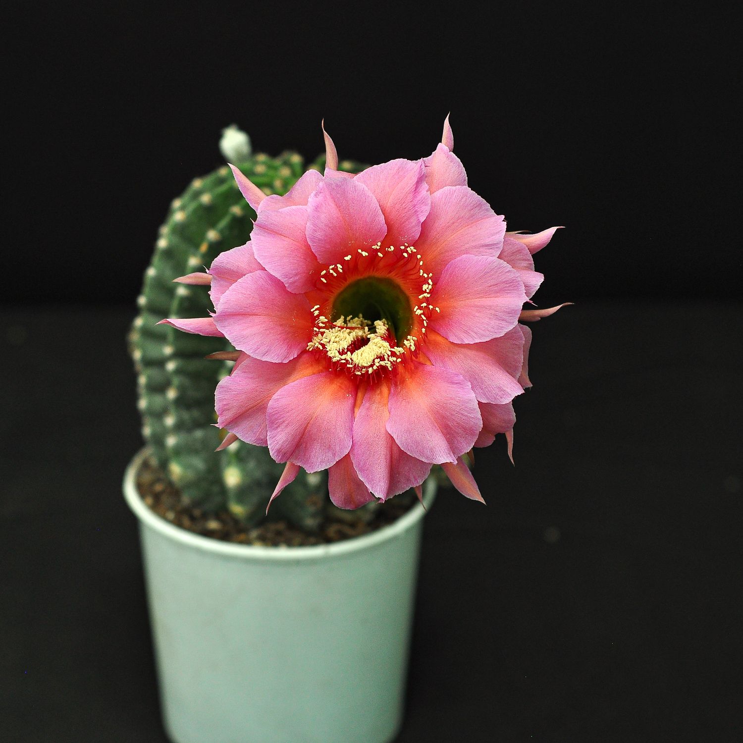 Echinopsis Rubinfeuer Echinopsis Rubinfeuer