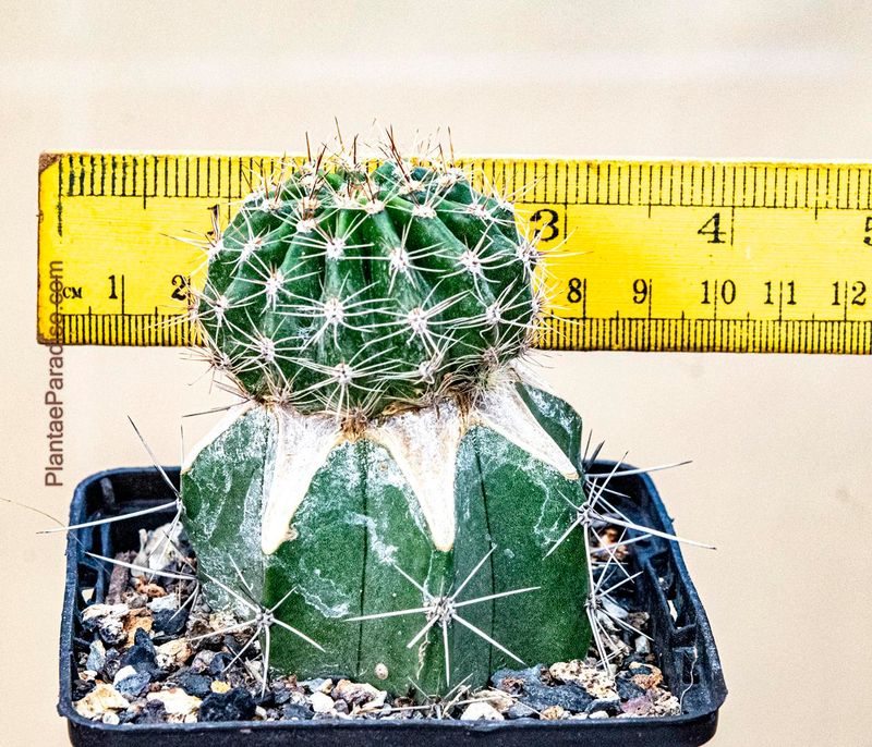 Echinopsis Hybrid Blushing Oasis