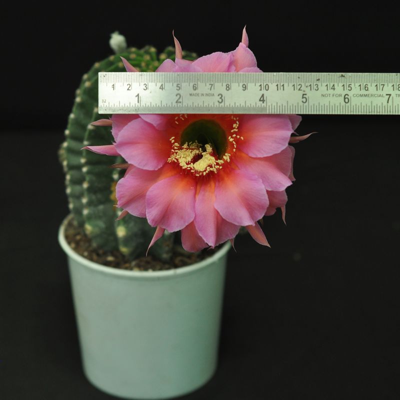 Echinopsis Rubinfeuer