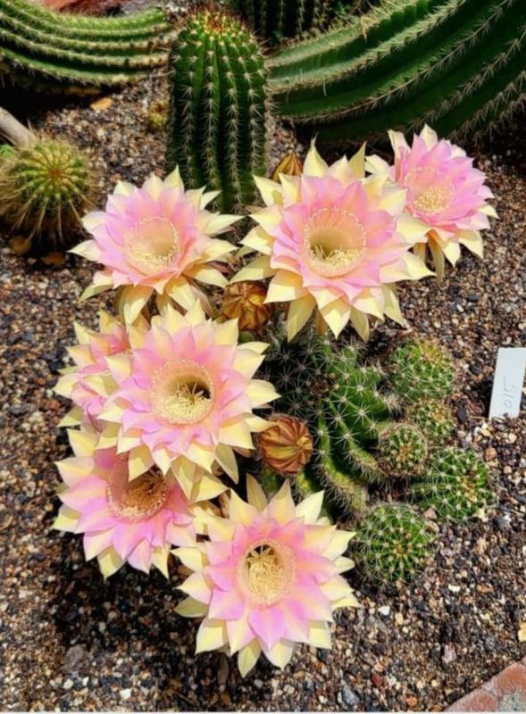 Echinopsis Hybrid Blushing Oasis