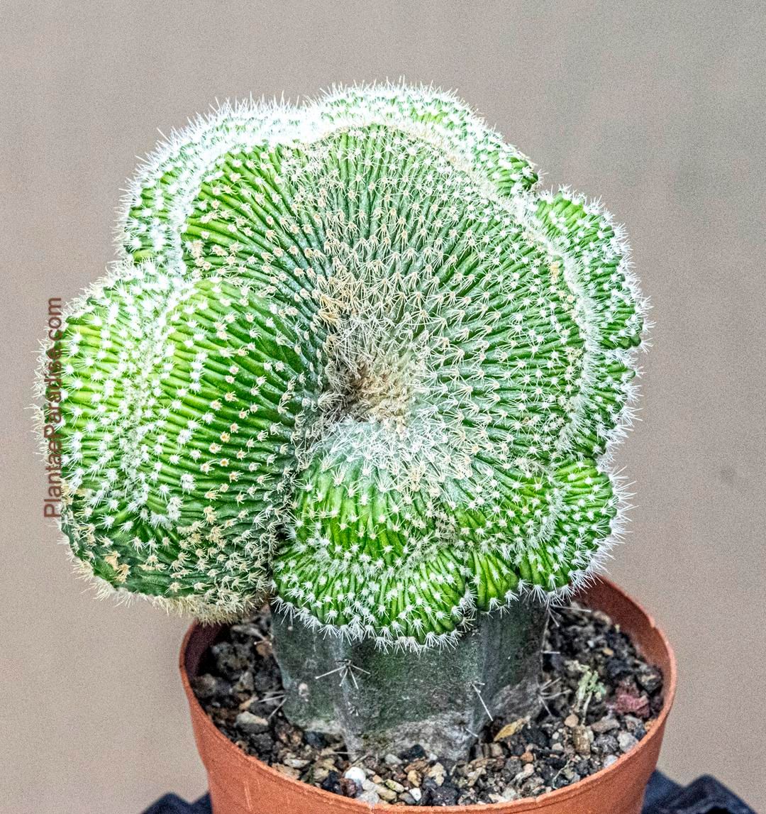 Notocactus Leninghausii Crest