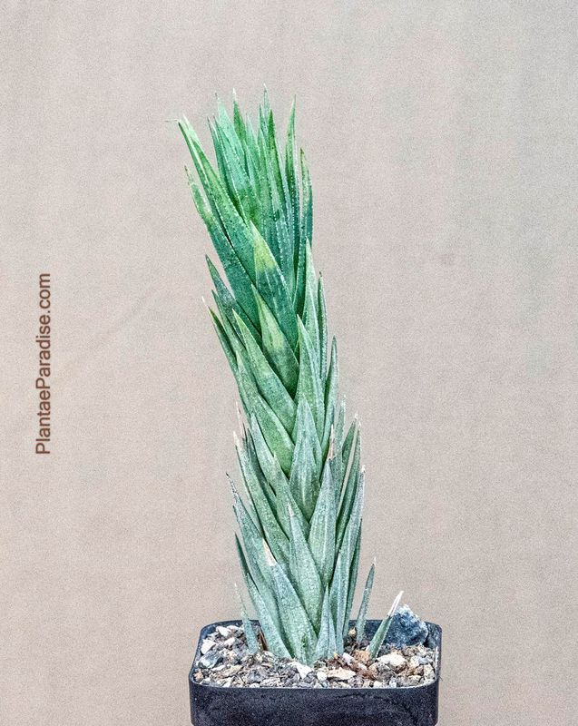 Haworthia glauca var. herrei
