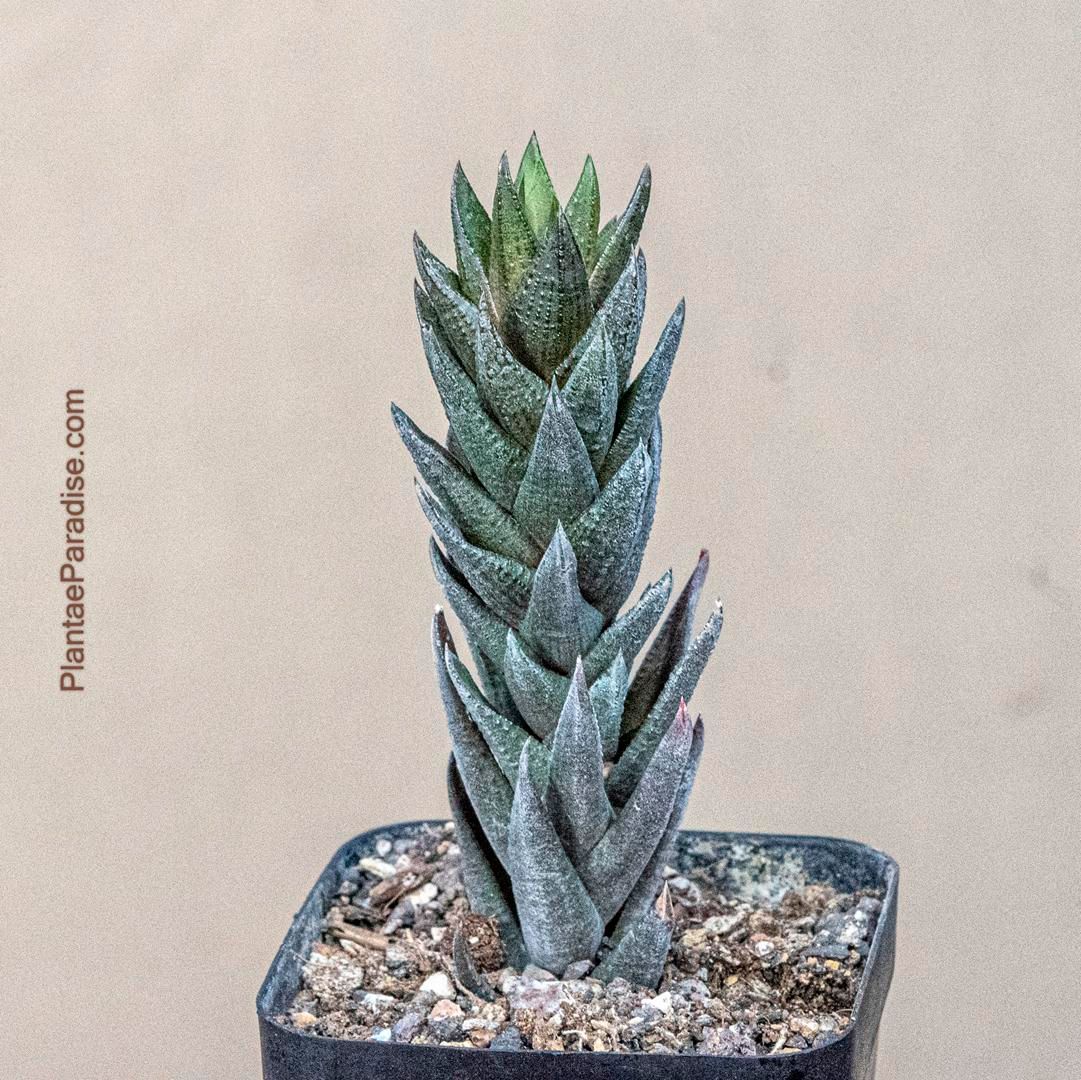 Haworthia coarctata Haworthia coarctata