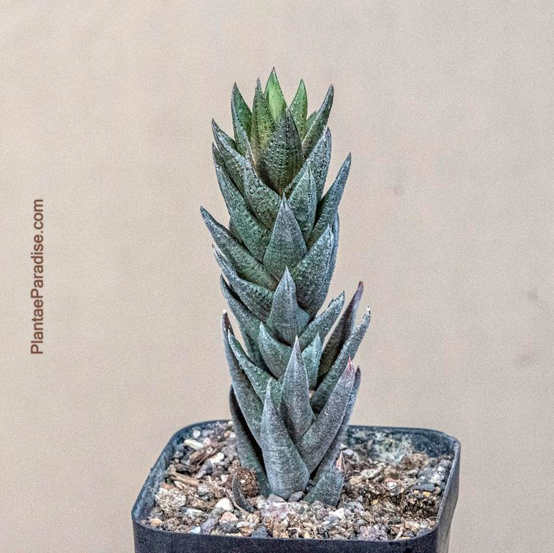 Haworthia coarctata Haworthia coarctata
