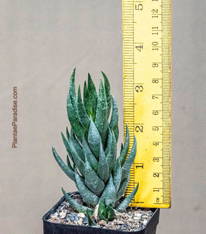 Haworthia glauca