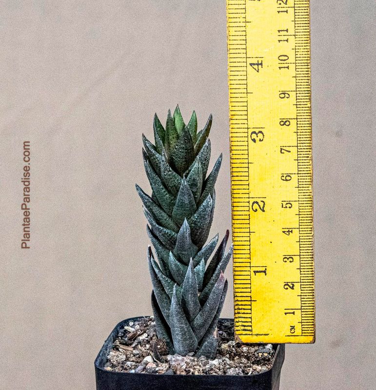 Haworthia coarctata