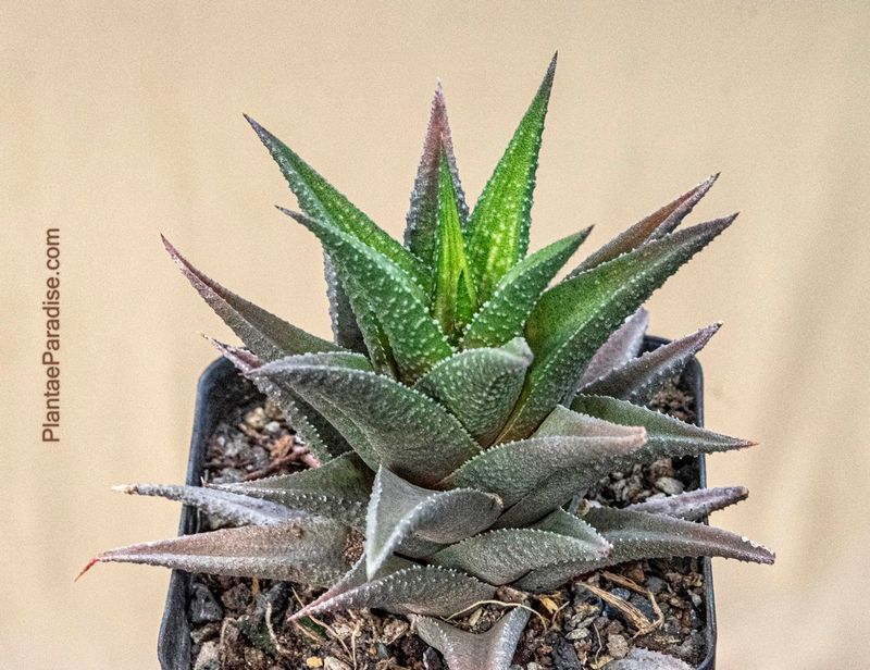 Haworthia glabrata. ex.Joaquín Dutch. Venezuela