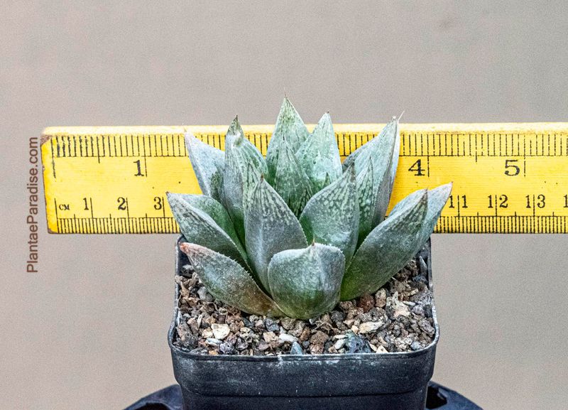 Haworthia maculata with ruler for size reference