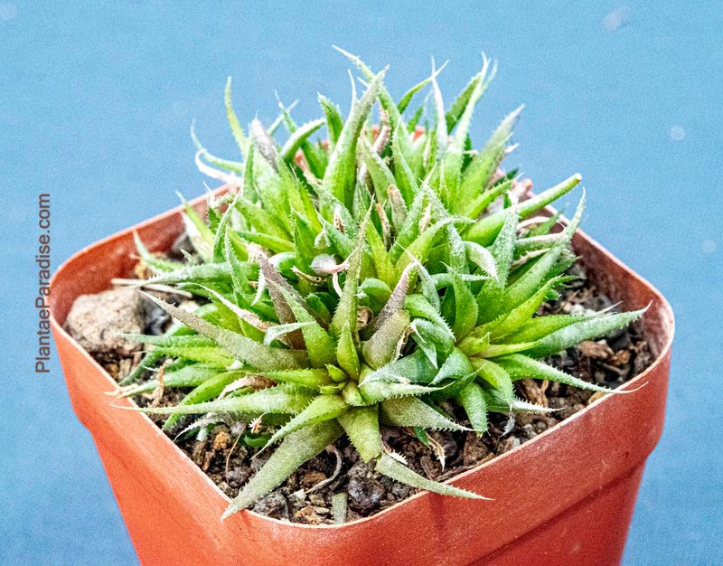 Haworthia chloracantha v. denticulifera