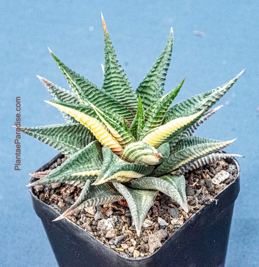 Haworthia limifolia f. variegata – Fairy Washboard