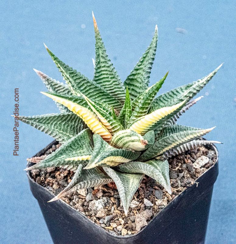 Haworthia limifolia f. variegata – Fairy Washboard Haworthia limifolia f. variegata – Fairy Washboard