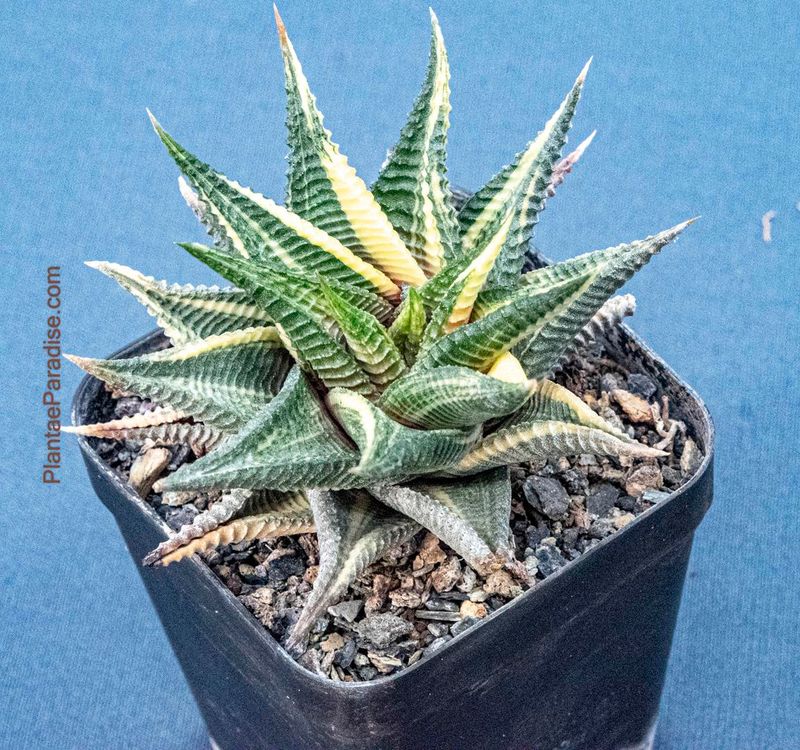 Haworthia limifolia f. variegata – Fairy Washboard Haworthia limifolia f. variegata – Fairy Washboard