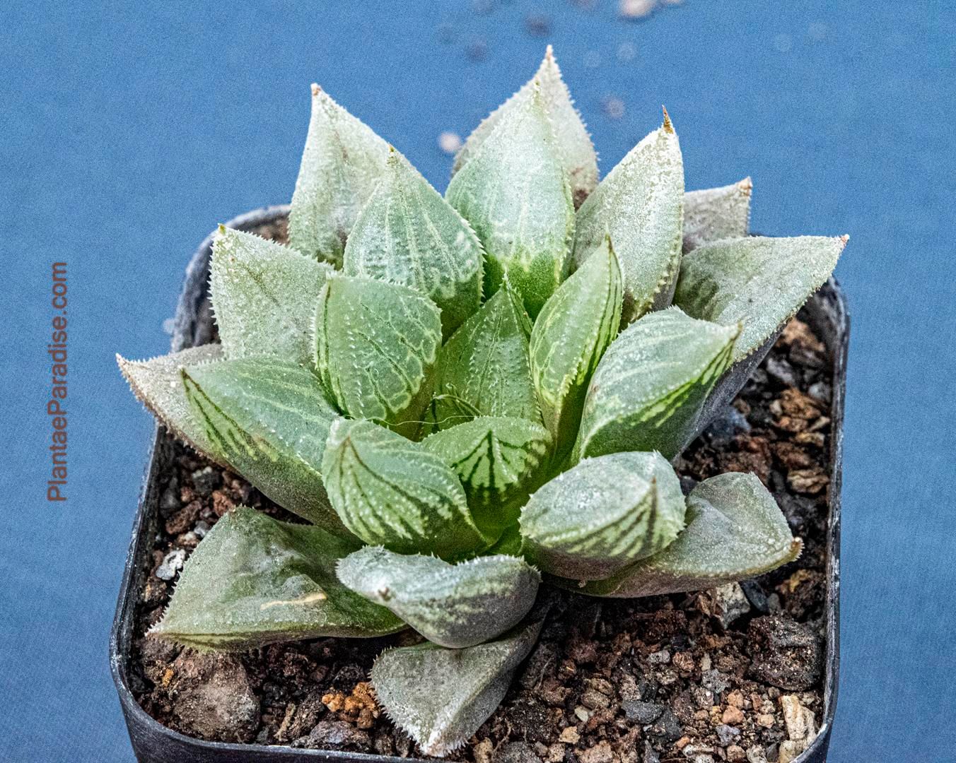 Haworthia Cooperi var. Venusta Haworthia Cooperi var. Venusta