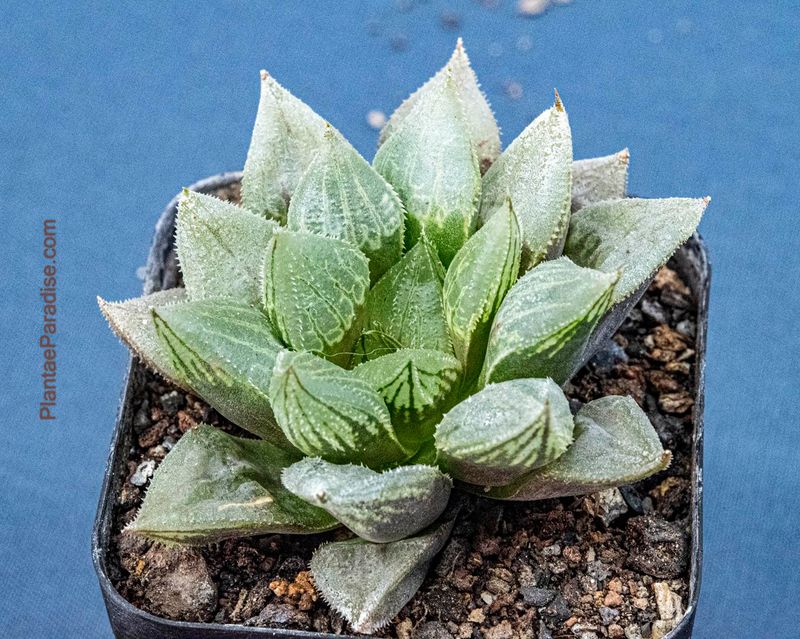 Haworthia Cooperi var. Venusta Haworthia Cooperi var. Venusta