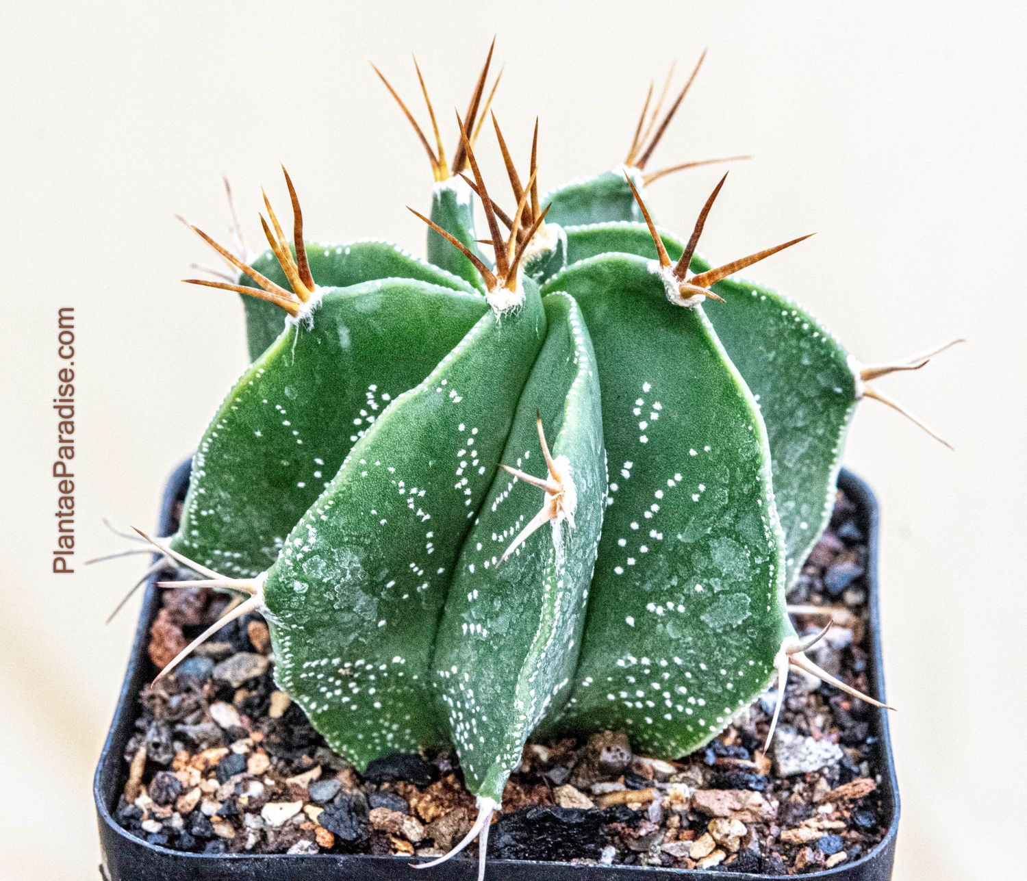 Astrophytum ornatum Nudum (Type / Native Form)- TOP VIEW