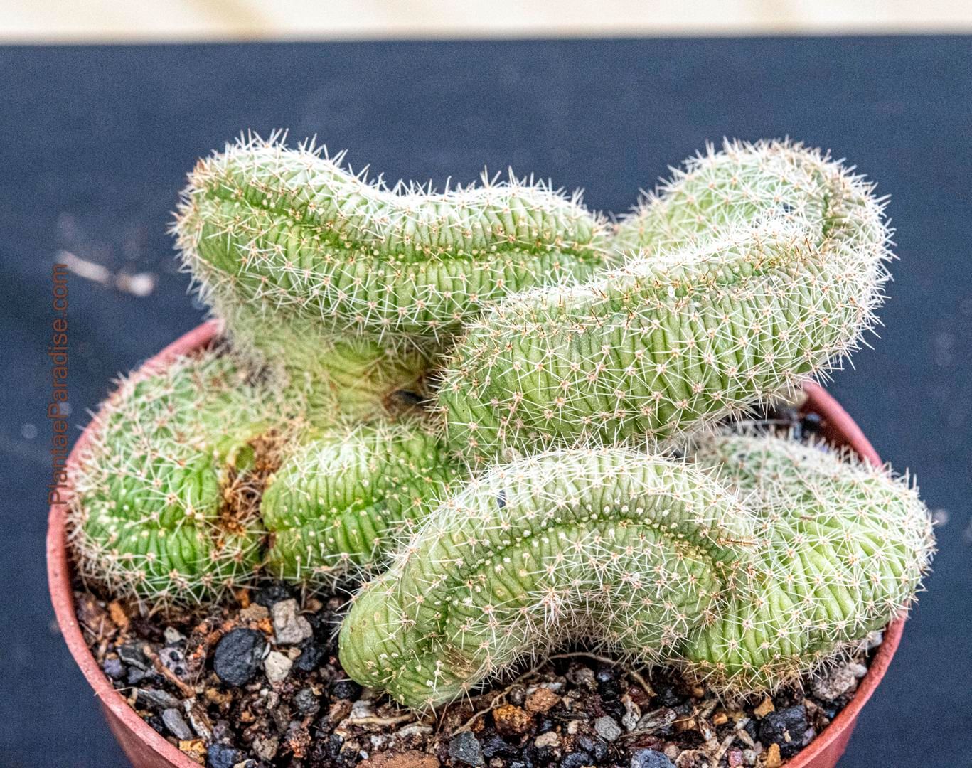 Chamaelobivia 'Crest' (Peanut Cactus) Orange Flower Chamaelobivia 'Crest' (Peanut Cactus) Orange Flower