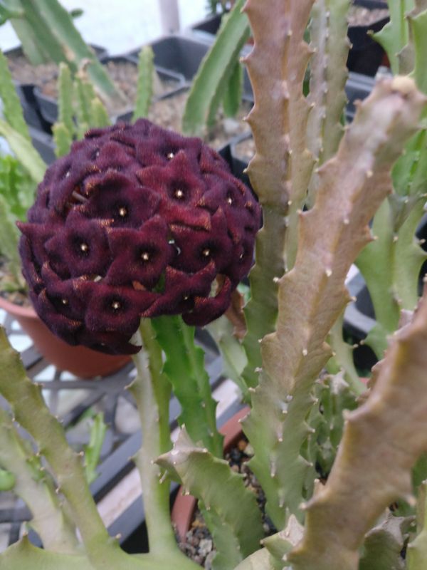 Caralluma umbellata