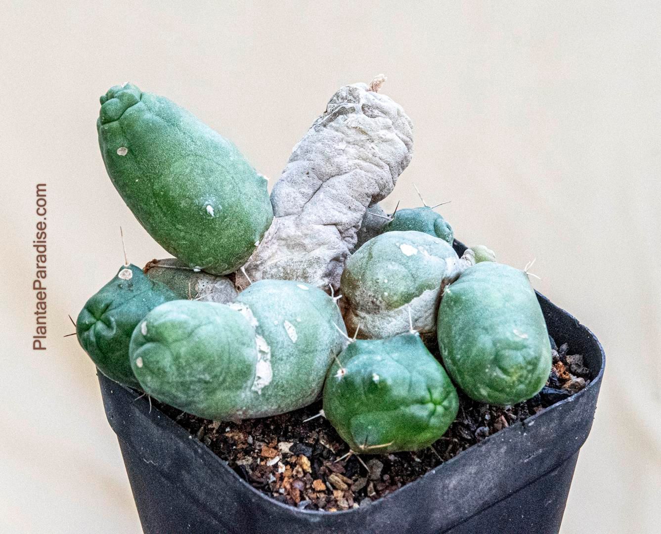 Echinocereus Pentalophus Forma Monstrose